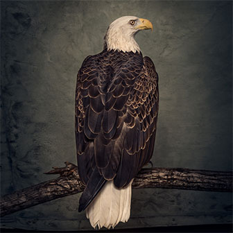 "Book Of Bad Decisions" album by Clutch "Book Of Bad Decisions" album by Clutch